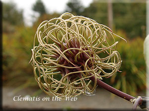 Clematis photograph