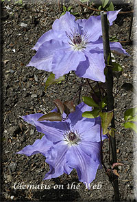 Clematis photograph