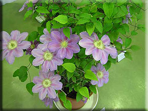 Clematis photograph