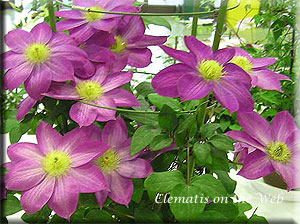 Clematis photograph