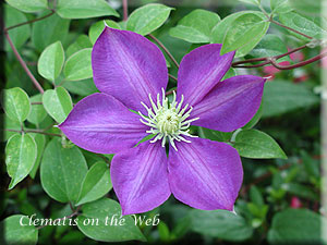 Clematis photograph