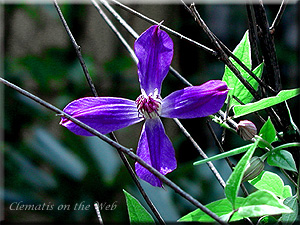 Clematis photograph