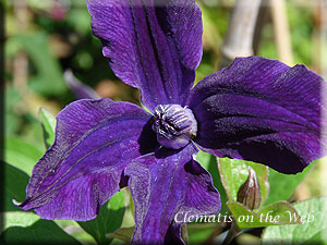 Clematis photograph