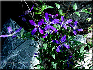 Clematis photograph