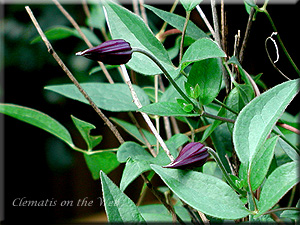 Clematis photograph