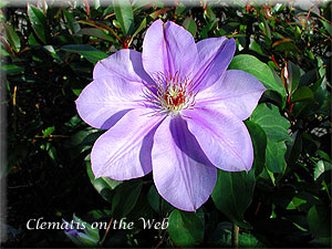 Clematis photograph