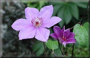 Clematis photograph