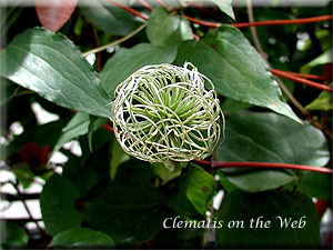 Clematis photograph