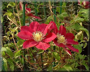 Clematis photograph