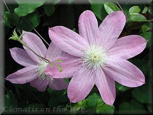 Clematis photograph