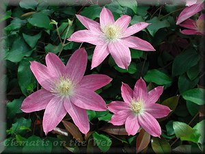 Clematis photograph