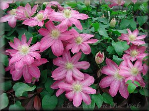 Clematis photograph