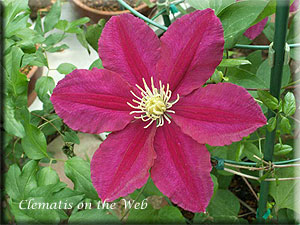 Clematis photograph