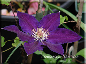 Clematis photograph