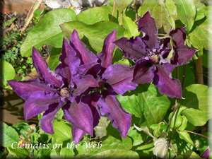 Clematis photograph