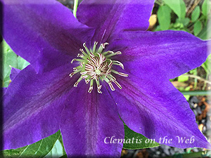 Clematis photograph