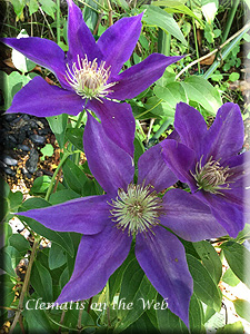 Clematis photograph