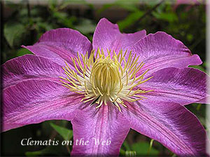 Clematis photograph