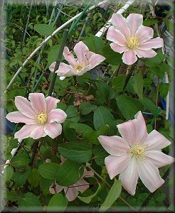 Clematis photograph