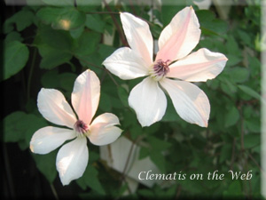 Clematis photograph