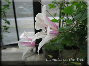 Clematis photograph