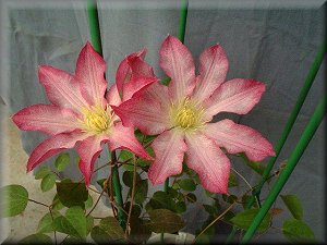 Clematis photograph