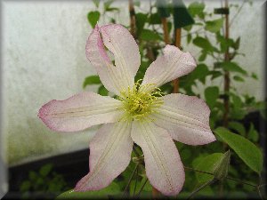 Clematis photograph