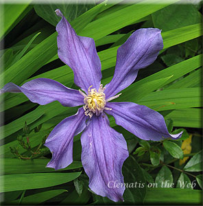 Clematis photograph