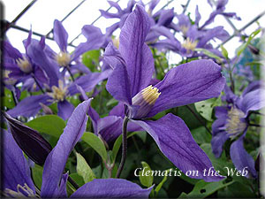 Clematis photograph