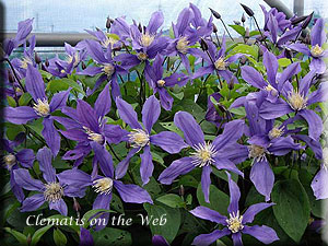 Clematis photograph