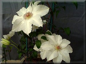 Clematis photograph