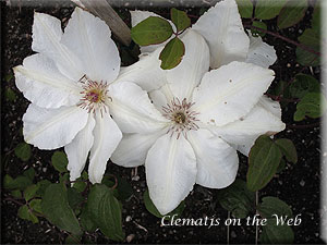 Clematis photograph