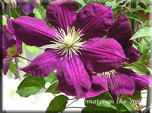 Clematis photograph