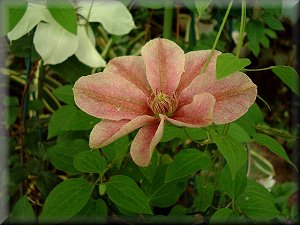 Clematis photograph