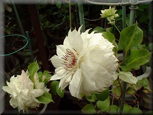 Clematis photograph