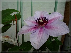 Clematis photograph