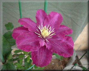 Clematis photograph