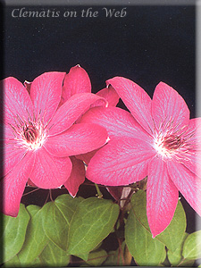 Clematis photograph