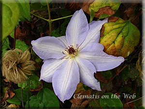 Clematis photograph