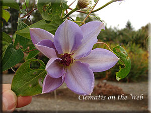 Clematis photograph