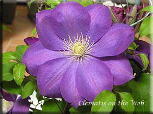 Clematis photograph