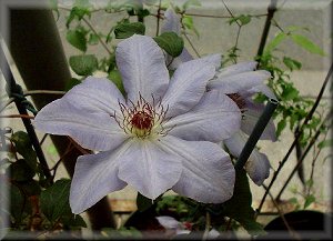 Clematis photograph