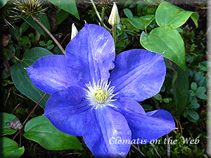 Clematis photograph