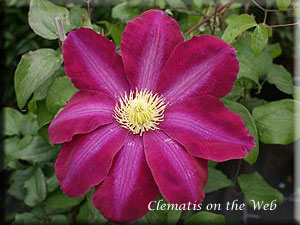 Clematis photograph