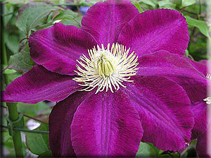 Clematis photograph