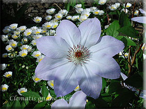 Clematis photograph