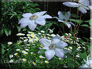 Clematis photograph