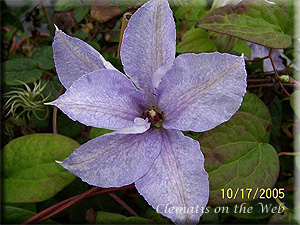 Clematis photograph