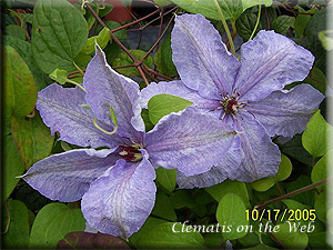 Clematis photograph