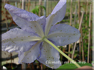 Clematis photograph